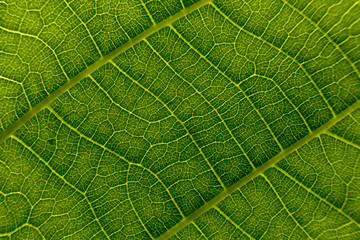 structure of a green leaf, macro