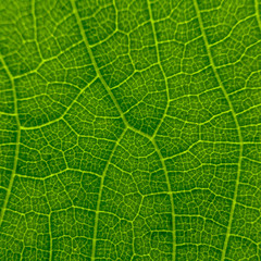 Background of green leaf, structure of a green leaf, macro