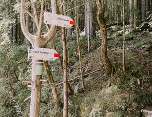 Naklejka premium forest in the mountain