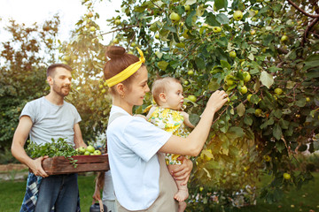 The happy young family during picking apples in a garden outdoors