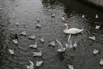 łazienki królewski © Arkadiusz