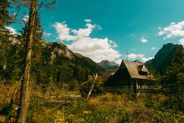 forest in the mountain