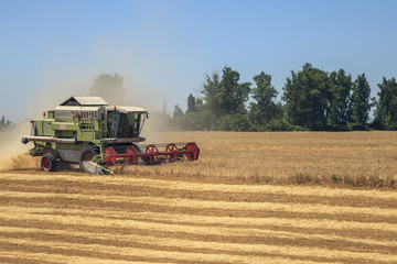 Obraz premium Agriculture, harvesting wheat, combine harvester on the field harvesting wheat