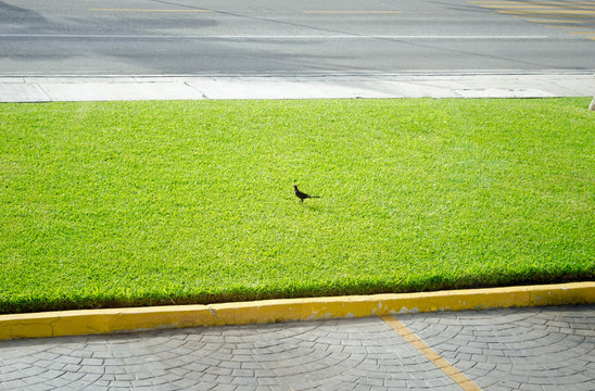 Bird is sitting on green grass