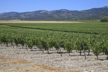 Fototapeta na wymiar Winemaking, a field with vineyards in the background of mountains