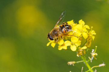 Dronefly on yellow wild flower in summer meadow, Danubian wetland, Slovakia, Europe