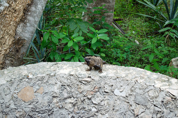 Iguana on the stone wall