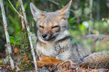 Portrait of the cunning fox lying in a forest and looking into camera