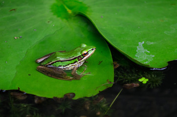 Cute asian green back frog sits on a green leaf in water
