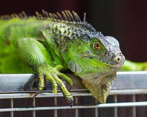 Iguana close-up