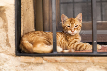 Gato tumbado en alf&eacute;izar