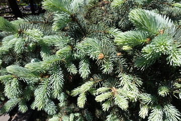 Fresh leafage of Colorado spruce in spring