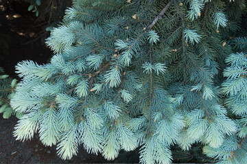 Top view of spring foliage of Picea pungens