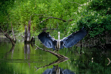 Blue heron in its natural environment, Danubian wetland, Slovakia, Europe