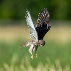The young hovering kestrel