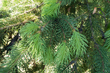 Foliage of Norway spruce tree in mid May