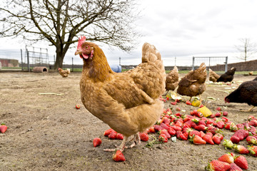 Hühner auf dem Bio Hühnerhof