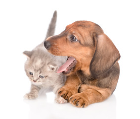 dachshund puppy with kitten looking away.  isolated on white background