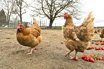 Hühner auf dem Bio Hühnerhof