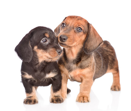 Two playful Dachshund puppies. isolated on white background