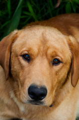 Golden Retriever portrait