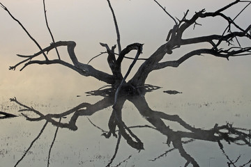 Dead tree in the water