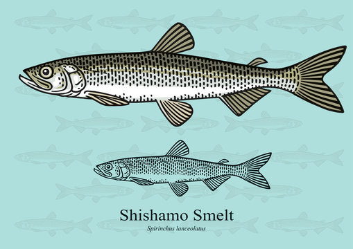 Shishamo Smelt. Vector illustration with refined details and optimized stroke that allows the image to be used in small sizes (in packaging design, decoration, educational graphics, etc.)