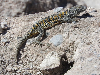 Lizard (Liolaemus fabiani) from Salar de Atacama, Atacama Desert, Chile