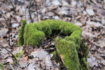 las puszcza kampinoska