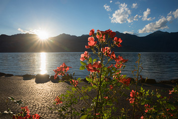 romantisches Seeufer am Gardasee mir blühenden Rosen, Sonnenuntergang