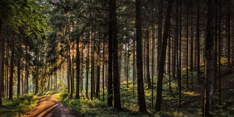 Fototapeta premium Waldimpression