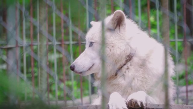 rare beautiful white wolf in cage
