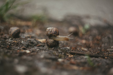 Snail's party
