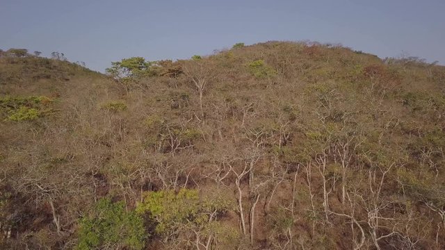 Drone footage, just above treetop level of a hillside of Msasa and Munhondo trees in Zimbabwe.