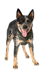 Stehender Australian Cattle Dog isoliert auf weißem Grund