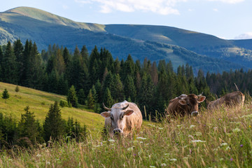 A cow is eating grass in the mountains. © innazagorulko