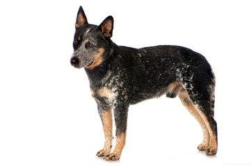 Stehender Australian Cattle Dog isoliert auf weißem Grund