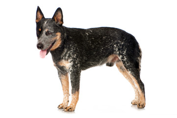 Australian Cattle Dog isoliert auf weißem Grund