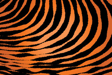 Close up Stripe Animal Pattern