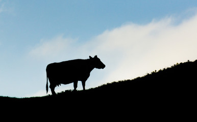black cow