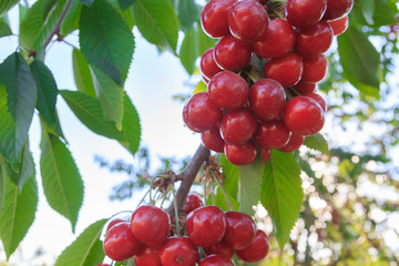 Berry of ripe cherry hanging on the branch of a tree in summer