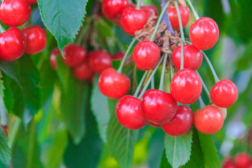 Berry of ripe cherry hanging on the branch of a tree in summer