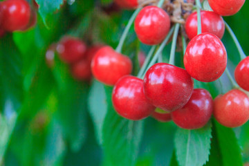 Berry of ripe cherry hanging on the branch of a tree in summer
