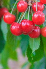Berry of ripe cherry hanging on the branch of a tree in summer