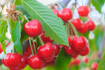 Berry of ripe cherry hanging on the branch of a tree in summer