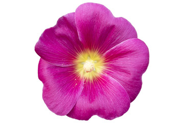 Alcea hollyhock one pink flower isolated on white.