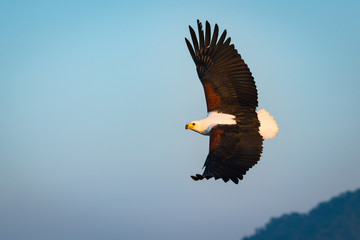 Schreiseeadler im Flug
