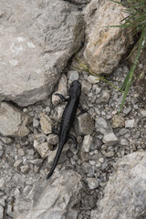 Alpensalamander
