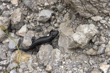 Alpensalamander