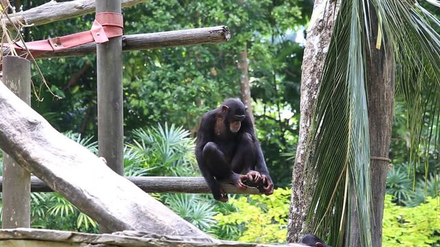 SINGAPORE - APRIL 2017: Chimpanzee Family in Singapore Zoo